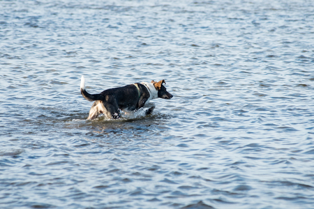 happy dog is playing in the water with blue wavesの写真素材