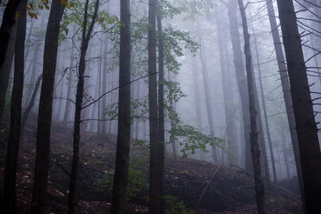 colorful autumn trees in heavy mist in wet forest after rain. scenic trail