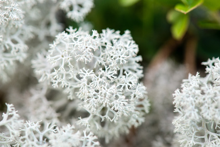 white moss on green background in wet forest