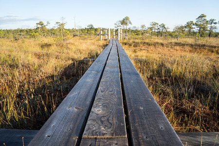 wooden footpath on the bog with autumn colored flora