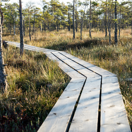 wooden footpath on the bog with autumn colored floraの写真素材