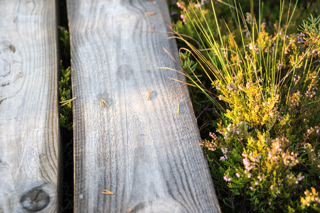 wooden footpath on the bog with autumn colored floraの写真素材