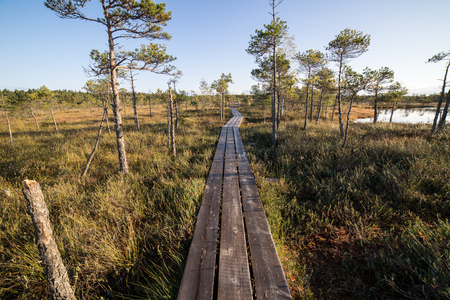 wooden footpath on the bog with autumn colored floraの写真素材