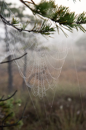 Beautiful spiderweb with dew drops in autumnの写真素材