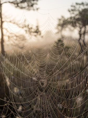 Beautiful spiderweb with dew drops in autumnの写真素材