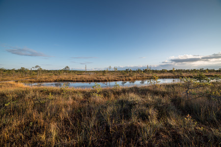 wooden footpath on the bog with autumn colored flora