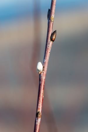 beautiful blur dry grass and bent backgroundの写真素材