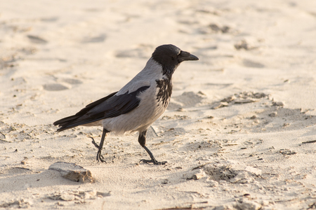crow walking down the beach sand. close-upの写真素材