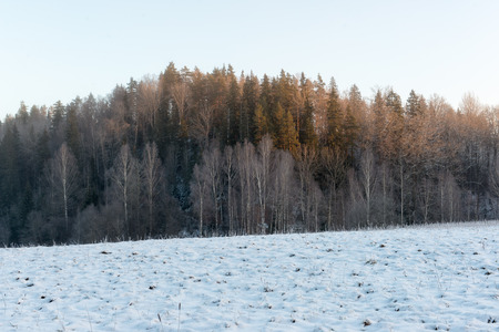 snowy winter forest with snow covered trees in countryの写真素材