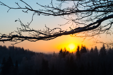 beautiful dark colorful sunrise over forest in winter frostの写真素材
