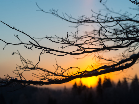 beautiful dark colorful sunrise over forest in winter frostの写真素材