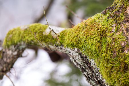 old tree trunk with green moss and bark in winter on snovy backgroundの写真素材