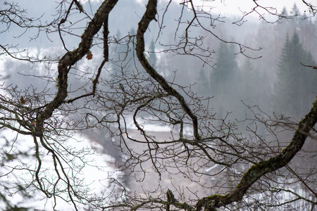 wet tree branches in winter forest with water drops and blurred backgroundの写真素材