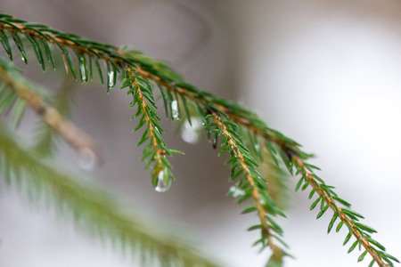 wet tree branches in winter forest with water drops and blurred backgroundの写真素材