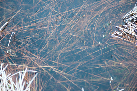 frozen abstract textures in ice with frosty plants