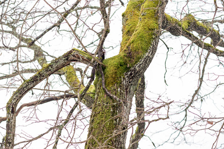 wet tree branches in winter forest with water drops and blurred background