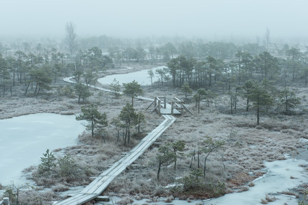 wooden boardwalk in frosty winter bog landscape with frozen natureの写真素材