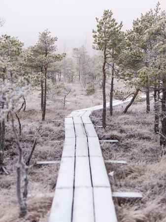 wooden boardwalk in frosty winter bog landscape with frozen natureの写真素材
