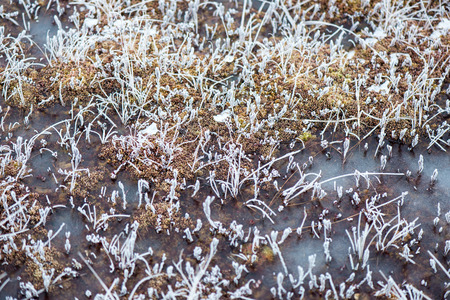 frozen abstract textures in ice with frosty plantsの写真素材