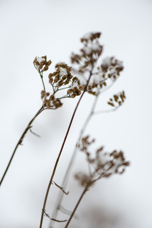 frozen abstract tree branches and plants in winter snowの写真素材