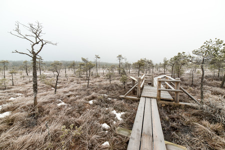 wooden boardwalk in frosty winter bog landscape with frozen nature
