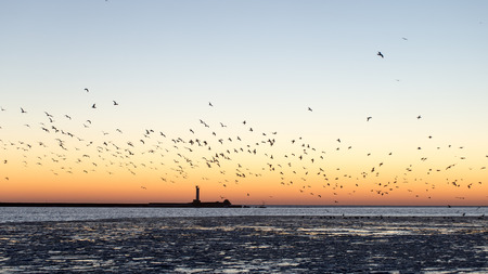 birds flying in sunset over frozen sea with ice blocks and dramatic colorful skyの写真素材