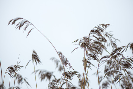 frozen abstract tree branches and plants in winter snowの写真素材