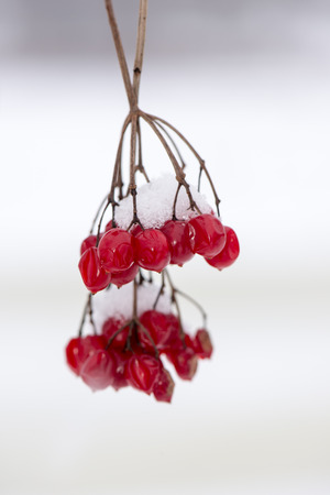red berries in the snow with frost and blur backgroundの写真素材
