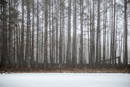 winter rural scene with fog and white fields and frost. latviaの写真素材