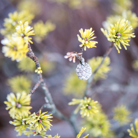 pine tree branch closeup with blur background in frosty winter morningの写真素材