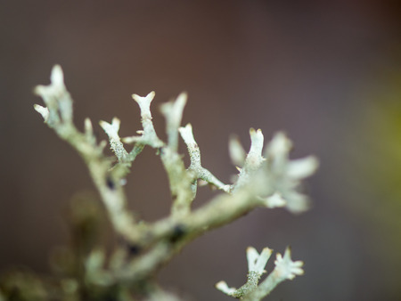 wet plant branches in winter forest with water drops and blurred backgroundの写真素材