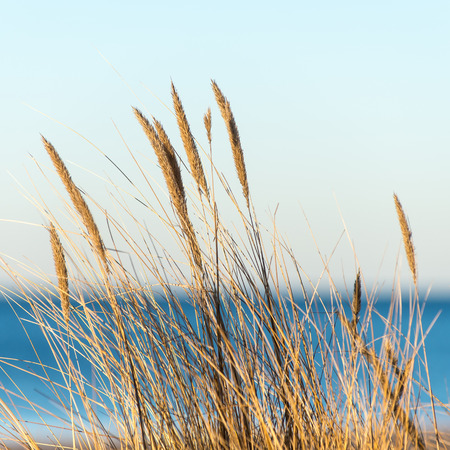 beautiful abstract grass texture on sunset with reflections and rays of sunの写真素材