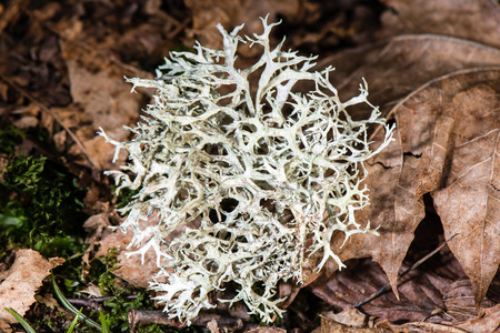 forest details in spring with sun rays and fogの写真素材