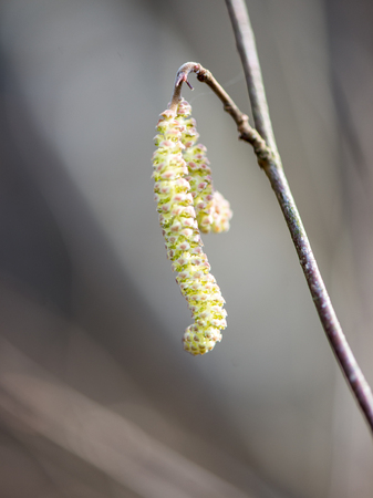Twig with spring buds on dark backgroundの写真素材