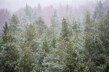 panoramic view of misty forest. far horizon