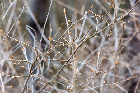 spring blossoms and leaves on blur background in countryの写真素材