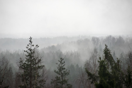 panoramic view of misty rain forest. far horizon