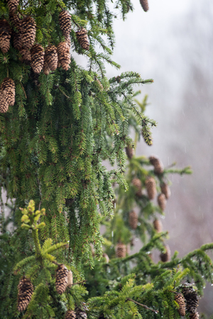 spruce tree with cones in the misty rainy weather in countryの写真素材