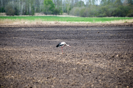 wild stork in the meadow at countryside in springの写真素材