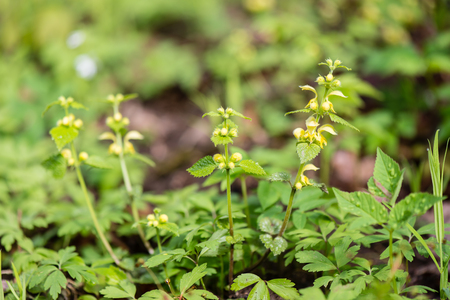 young spring leaves on green background in wet forestの写真素材