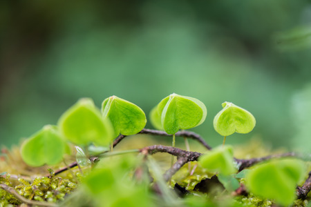 young spring leaves on green background in wet forest