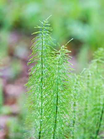 young spring leaves on green background in wet forestの写真素材
