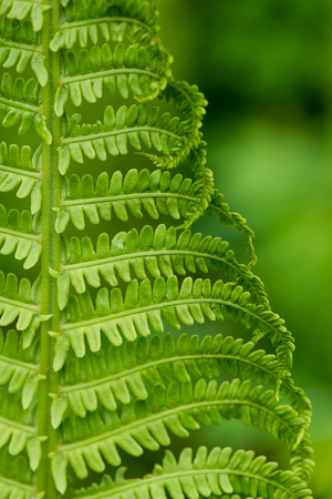young spring fern leaves on green background in wet forestの写真素材