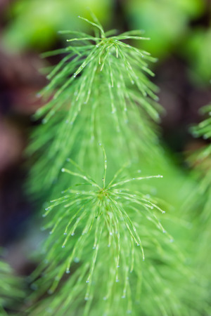 young spring leaves on green background in wet forestの写真素材