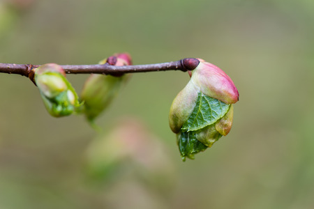 young tree blossoms on green background in wet forestの写真素材