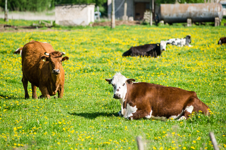 farm cows resting in the meadow near farm in the countrysideの写真素材