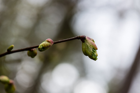 young tree blossoms on green background in wet forestの写真素材