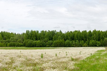beautiful green fields under blue sky in summer with white clouds and perspective