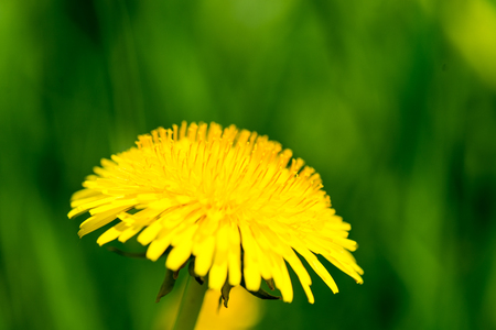 Green spring foliage in country with yellow flowers and water dropsの写真素材