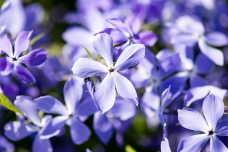purple summer flower meadow background with green leavesの写真素材